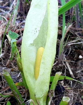 Fotografia 14 da espécie Arum italicum no Jardim Botânico UTAD