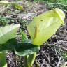 Fotografia 15 da espécie Arum italicum do Jardim Botânico UTAD