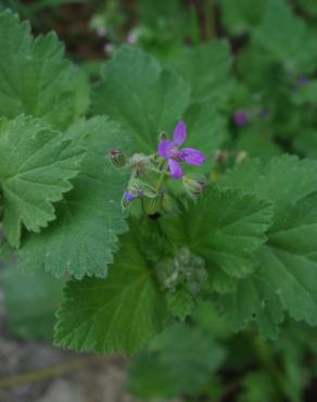 Fotografia 14 da espécie Erodium moschatum no Jardim Botânico UTAD