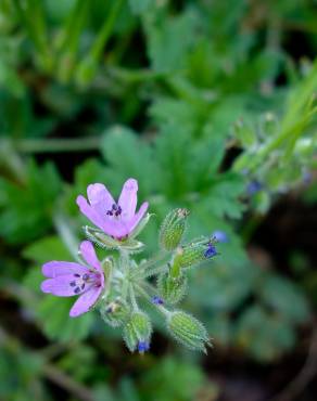 Fotografia 16 da espécie Erodium moschatum no Jardim Botânico UTAD