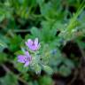 Fotografia 16 da espécie Erodium moschatum do Jardim Botânico UTAD