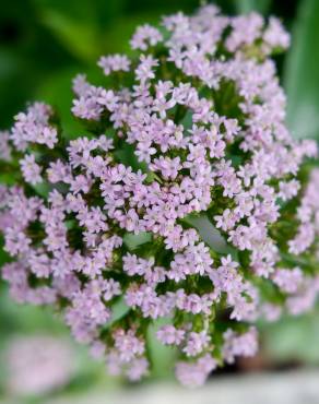Fotografia 11 da espécie Centranthus calcitrapae subesp. calcitrapae no Jardim Botânico UTAD