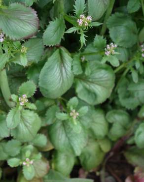 Fotografia 12 da espécie Centranthus calcitrapae subesp. calcitrapae no Jardim Botânico UTAD