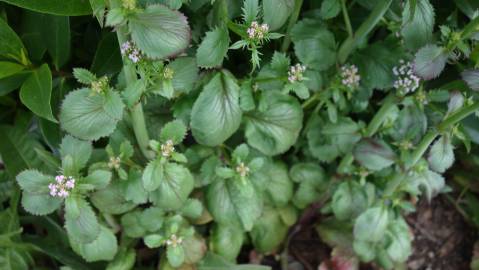 Fotografia da espécie Centranthus calcitrapae subesp. calcitrapae