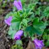 Fotografia 6 da espécie Malva neglecta do Jardim Botânico UTAD