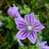 Fotografia 7 da espécie Malva neglecta do Jardim Botânico UTAD