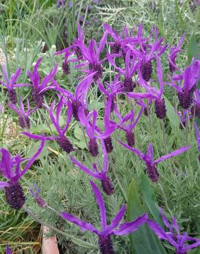 Fotografia 8 da espécie Lavandula pedunculata no Jardim Botânico UTAD