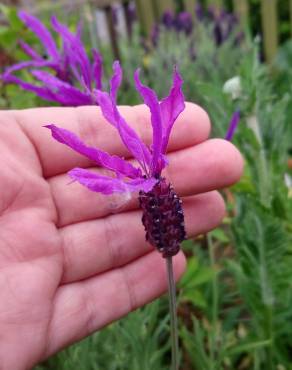 Fotografia 7 da espécie Lavandula pedunculata no Jardim Botânico UTAD