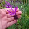 Fotografia 7 da espécie Lavandula pedunculata do Jardim Botânico UTAD