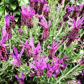 Fotografia da espécie Lavandula pedunculata