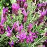 Fotografia 6 da espécie Lavandula pedunculata do Jardim Botânico UTAD