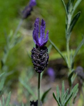 Fotografia 5 da espécie Lavandula pedunculata no Jardim Botânico UTAD