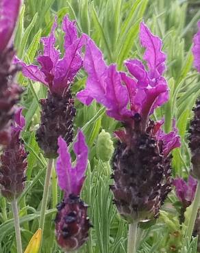 Fotografia 4 da espécie Lavandula pedunculata no Jardim Botânico UTAD