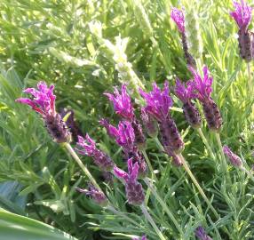 Fotografia da espécie Lavandula pedunculata