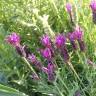 Fotografia 3 da espécie Lavandula pedunculata do Jardim Botânico UTAD