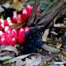 Fotografia 10 da espécie Cytinus ruber do Jardim Botânico UTAD