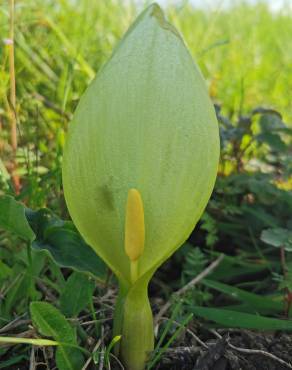 Fotografia 16 da espécie Arum italicum no Jardim Botânico UTAD