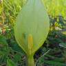 Fotografia 16 da espécie Arum italicum do Jardim Botânico UTAD