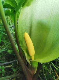 Fotografia da espécie Arum italicum