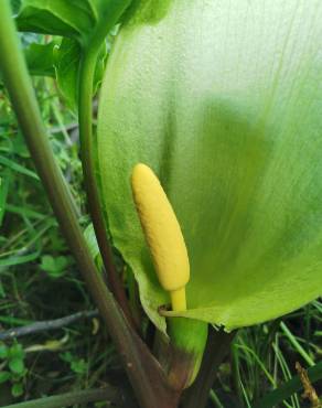 Fotografia 17 da espécie Arum italicum no Jardim Botânico UTAD