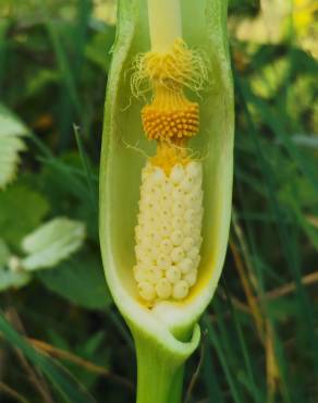 Fotografia 18 da espécie Arum italicum no Jardim Botânico UTAD