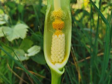 Fotografia da espécie Arum italicum