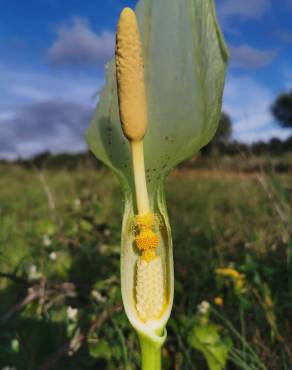 Fotografia 19 da espécie Arum italicum no Jardim Botânico UTAD