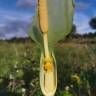 Fotografia 19 da espécie Arum italicum do Jardim Botânico UTAD