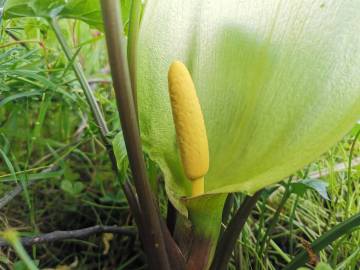 Fotografia da espécie Arum italicum
