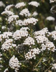 Ozothamnus leptophyllus