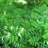 Fotografia 3 da espécie Onoclea sensibilis do Jardim Botânico UTAD