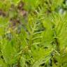 Fotografia 9 da espécie Onoclea sensibilis do Jardim Botânico UTAD