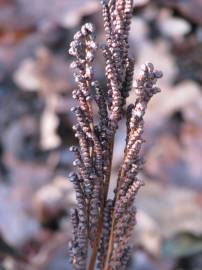 Fotografia da espécie Onoclea sensibilis