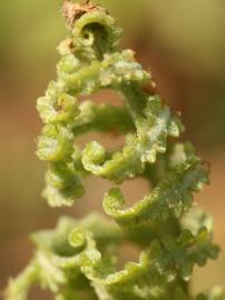 Fotografia da espécie Onoclea sensibilis