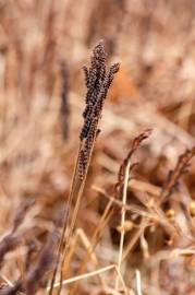Fotografia da espécie Onoclea sensibilis