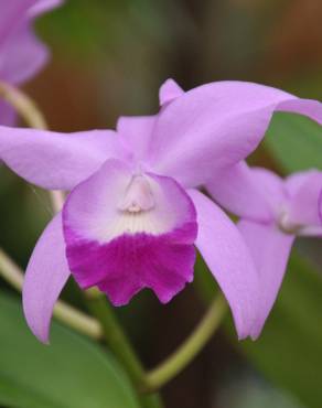Fotografia 8 da espécie Guarianthe bowringiana no Jardim Botânico UTAD