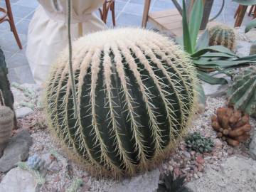 Fotografia da espécie Echinocactus grusonii