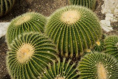 Fotografia da espécie Echinocactus grusonii