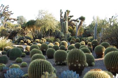 Fotografia da espécie Echinocactus grusonii