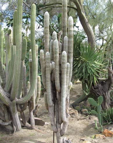 Fotografia de capa Espostoa lanata - do Jardim Botânico