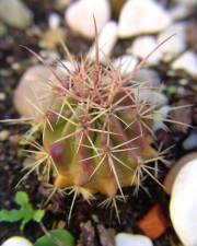 Fotografia da espécie Ferocactus emoryi