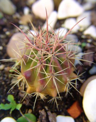 Fotografia de capa Ferocactus emoryi - do Jardim Botânico