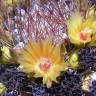 Fotografia 3 da espécie Ferocactus emoryi do Jardim Botânico UTAD