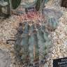 Fotografia 9 da espécie Ferocactus emoryi do Jardim Botânico UTAD