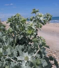 Fotografia da espécie Eryngium maritimum