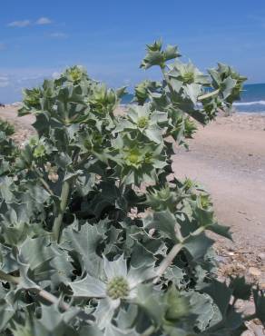 Fotografia 17 da espécie Eryngium maritimum no Jardim Botânico UTAD