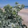 Fotografia 17 da espécie Eryngium maritimum do Jardim Botânico UTAD