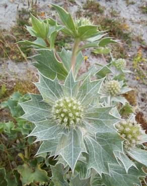 Fotografia 18 da espécie Eryngium maritimum no Jardim Botânico UTAD