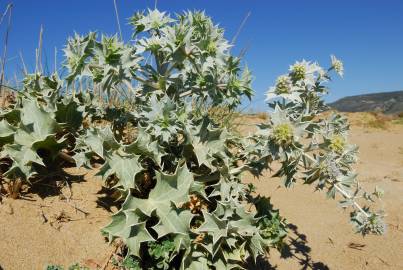 Fotografia da espécie Eryngium maritimum