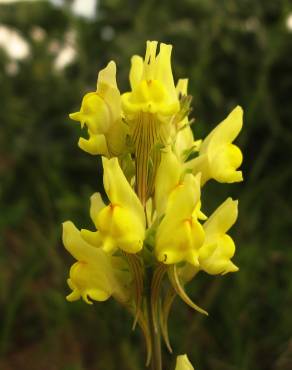 Fotografia 1 da espécie Linaria caesia subesp. caesia no Jardim Botânico UTAD